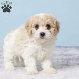 Garrett, Cavachon Puppy